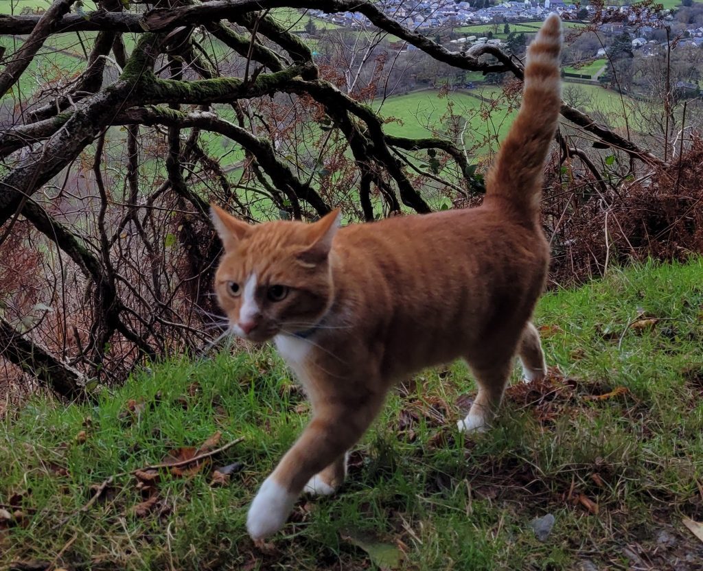 orange tabby cat walking outside