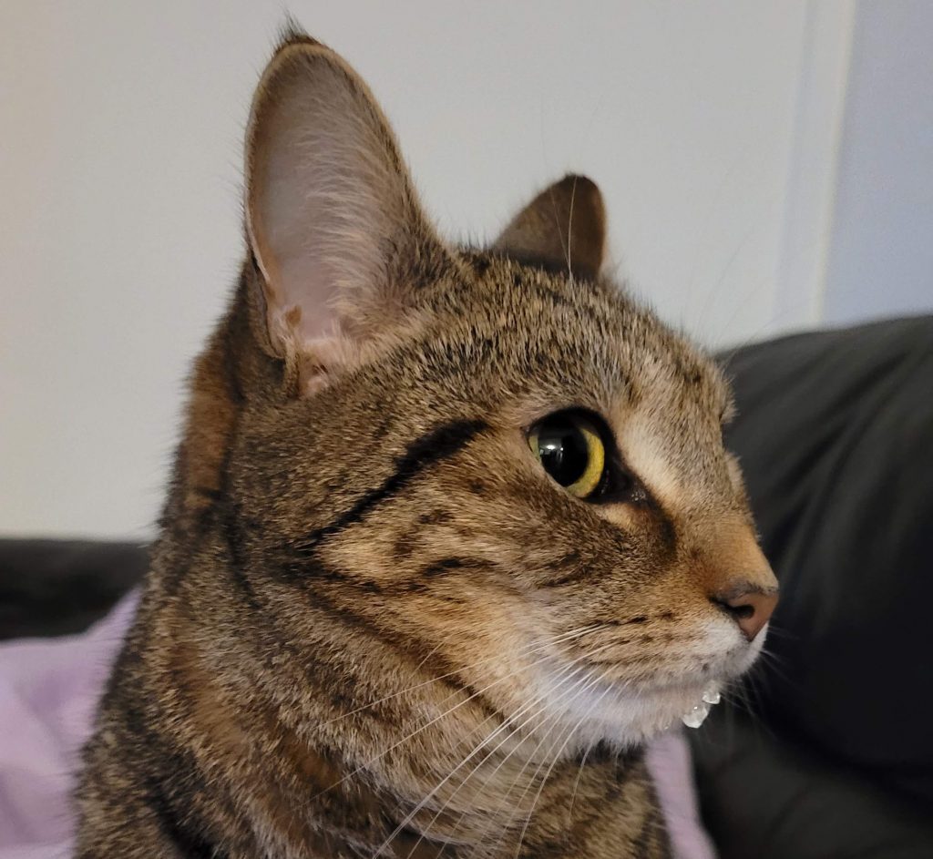 cat with water on chin after drinking