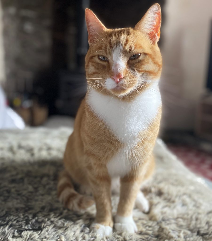orange tabby cat