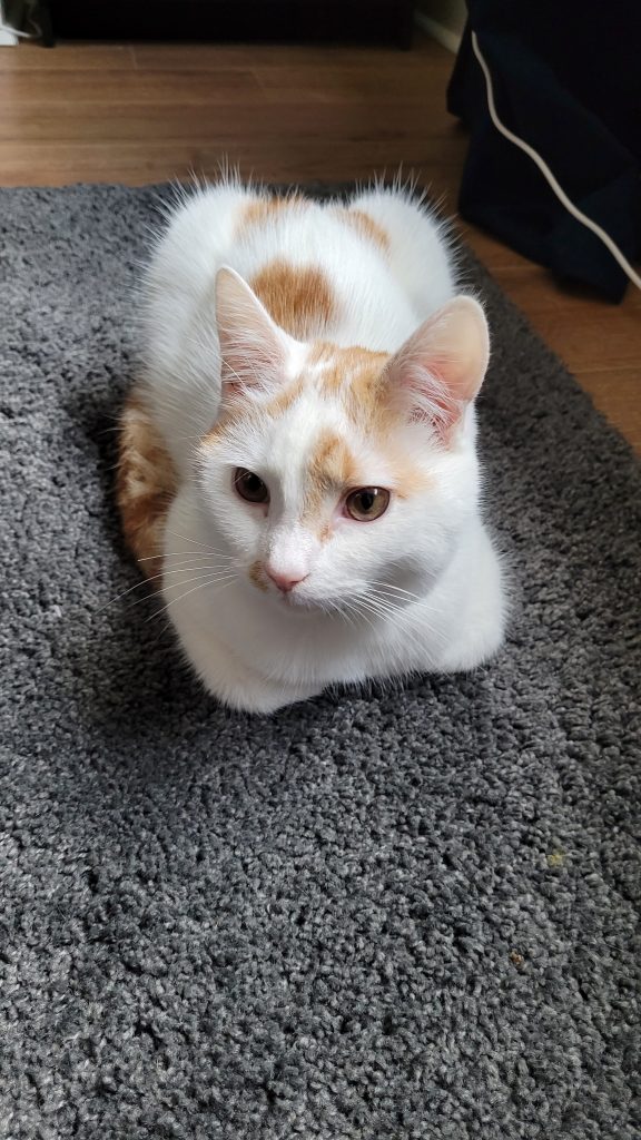 white and orange tabby cat